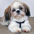 Cute Puppy Diamond Painting